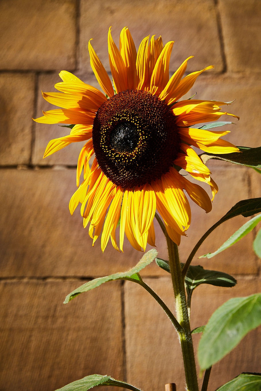 Close up on the head of a sunflower in full bloom
