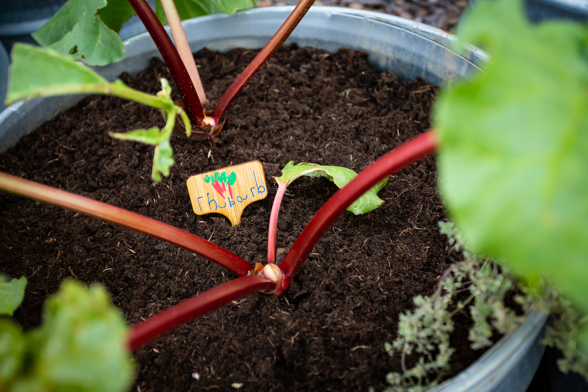 A planter of Rhubarb in Rhubarb Festival 2025 Activities