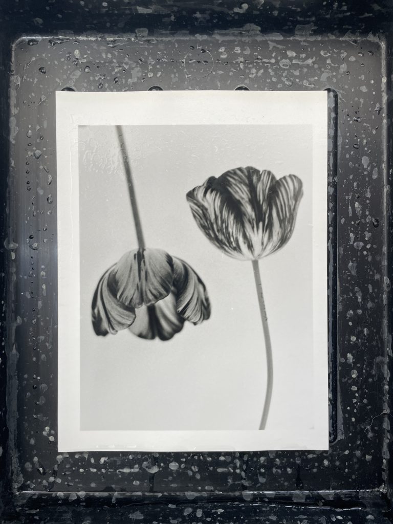 A developed photograph of two tulips