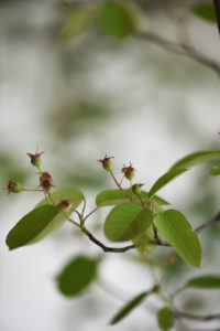 Charlotte Smithson Blossom Image
