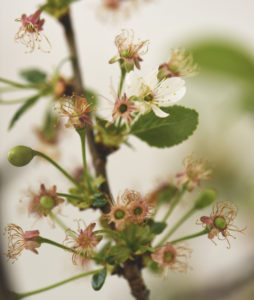 Charlotte Smithson Blossom Image