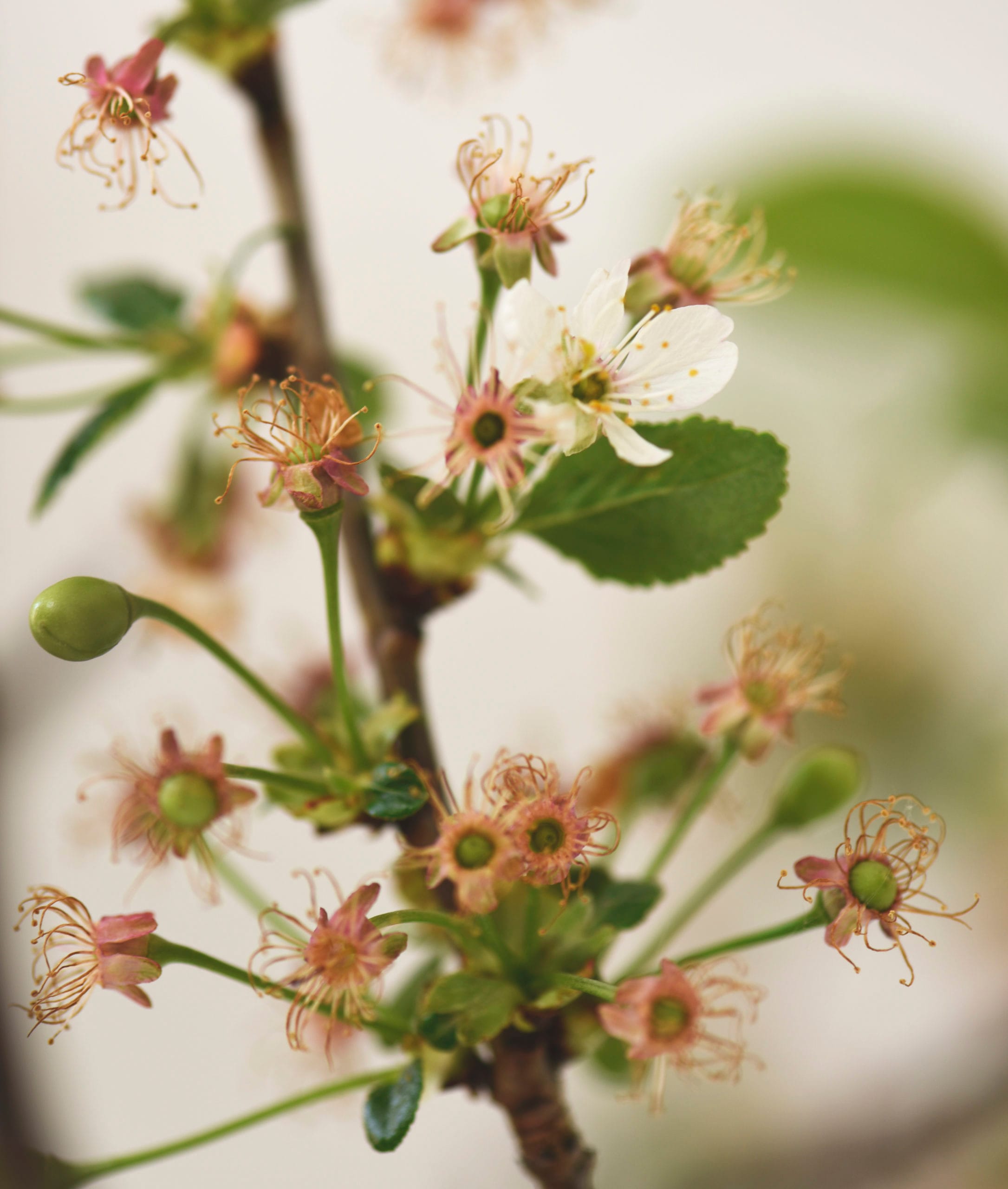 Charlotte Smithson Blossom Image